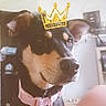 Rookie is registered to the contest to win money with this photo: dog, pet, indoor, collar, harness, black_and_tan, cute, animal, canine, portrait, face, ears, furniture, background, domestic, cute_pet, accessory, close_up, golden_crown, curious