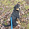 dog, black_and_tan, leash, harness, autumn_leaves, grass, outdoor, pet, canine, sitting, looking_back, curious, nature, fall, animal, young_dog, ears_up, collar, daylight, playful