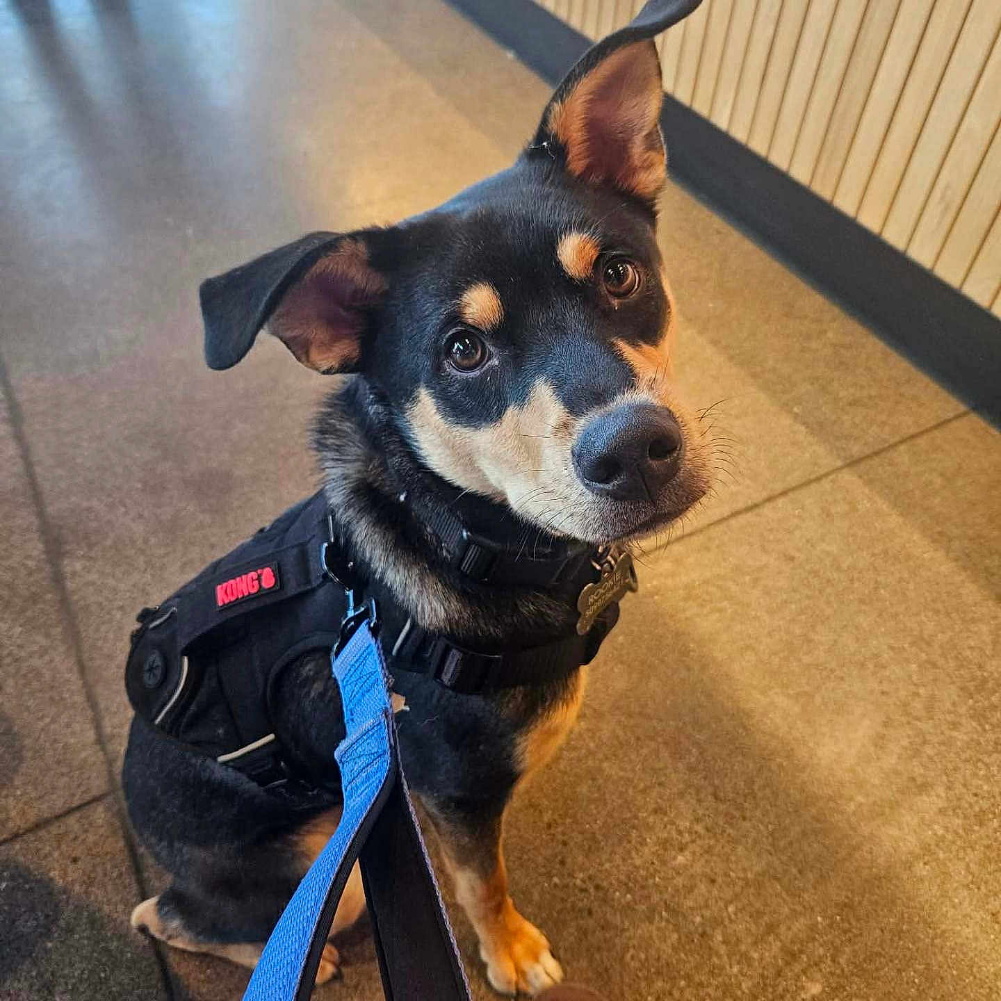 Rookie is registered to the contest to win money with this photo: dog, leash, harness, floor, indoor, pet, canine, black_and_tan, curious, looking_up, ears, polished_floor, wooden_wall, waiting, animal, companion, domestic, cute, friendly, sitting