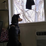 Rookie is registered to the contest to win money with this photo: dog, window, tree, indoor, air_conditioner, table, reflection, tv_screen, wine_glass, checkered_cloth, pet, looking_out, black_dog, harness, daylight, furniture, quiet, peaceful, animal, side_view