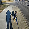 Rookie joined the competition — help win amazing prizes! dog, leash, shadow, sidewalk, street, suburban, residential, daytime, blue_sky, pavement, grass, houses, curb, road, tree, outdoor, walking, pet, sunlight, leash_handle