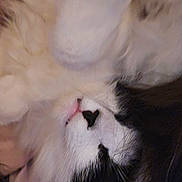 Dottie is registered to the contest to win money with this photo: animal, black_and_white, cat, close_up, closeup, cute, face, feline, fluffy, fur, heart_shaped_spot, indoor, mammal, pet, pink_nose, relaxed, resting, sleeping, soft, whiskers