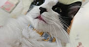Dottie is registered to the contest to win money with this photo: animal, background_blur, black_and_white, cat, close_up, collar, curious, cute, domestic_cat, eyes, face, fluffy, fur, indoor, mouth, nose, pet, portrait, whiskers