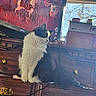 animation, black_and_white_cat, blinds, cat, cord, curiosity, decor, domestic, dresser, fluffy, furniture, game, household, indoor, pet, reflection, sunlight, television, window, wood