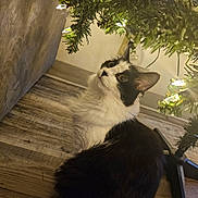 Dottie is registered to the contest to win money with this photo: cat, black_and_white, curious, indoor, wooden_floor, christmas_tree, decorations, lights, holiday, pet, feline, fur, whiskers, ears, cozy, home, flooring, animal, tree_stand, gaze
