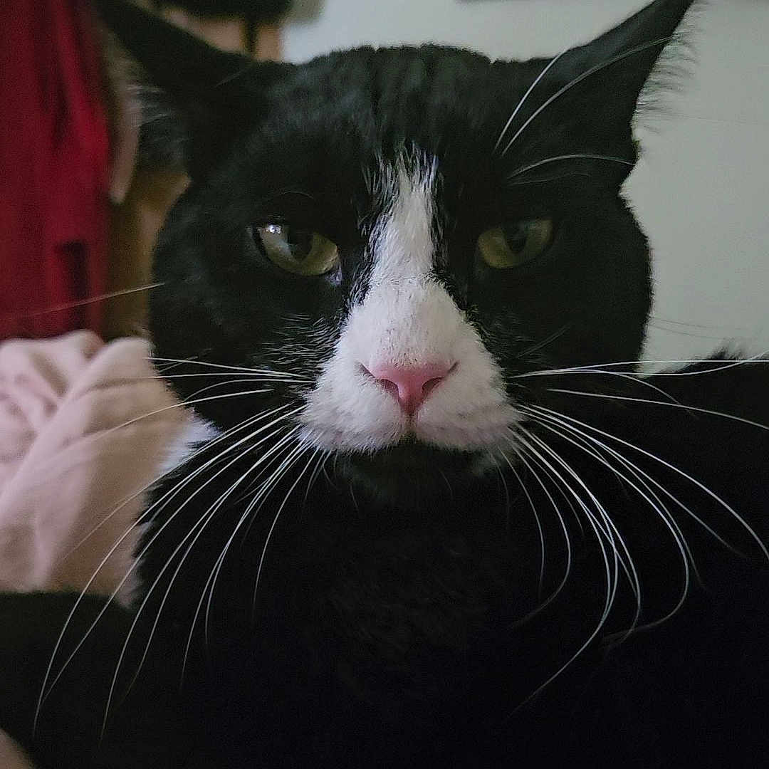 Felix is registered to the contest to win money with this photo: cat, tuxedo_cat, black_and_white, whiskers, pink_nose, close_up, indoor, blanket, feline, pet, animal, relaxed, portrait, household, cozy, domestic, fur, ears, eyes, resting