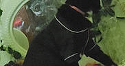 Felix is registered to the contest to win money with this photo: animal, black_cat, cat, close_up, clothing, coat, collar, cozy, curious, decorative_leaves, domestic, feline, furniture, houseplant, indoor, mirror, pet, reflection, table, vanity_table