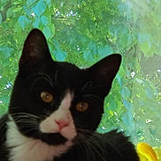 Felix is registered to the contest to win money with this photo: cat, tuxedo_cat, black_and_white, pet, indoor, window, leafy_background, green_leaves, animal, feline, whiskers, curious, closeup, soft_focus, yellow_plush, nature, domestic_cat, portrait, cute, face
