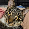 Karma is registered to the contest to win money with this photo: cat, tabby, close_up, yellow_eyes, whiskers, fur, pet, animal, curious, indoor, portrait, looking_at_camera, face, ears, nose, feline, domestic_cat, eye_contact, soft_background