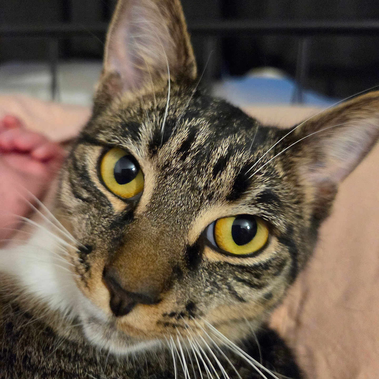 Karma is registered to the contest to win money with this photo: cat, tabby, close_up, yellow_eyes, whiskers, fur, pet, animal, curious, indoor, portrait, looking_at_camera, face, ears, nose, feline, domestic_cat, eye_contact, soft_background