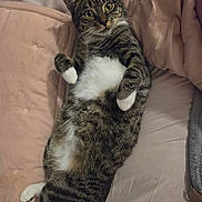 Karma is registered to the contest to win money with this photo: cat, tabby, white_paws, lying_down, relaxed, cushion, pink, indoor, pet, animal, cute, fur, whiskers, eyes, bed, cozy, resting, mammal, domestic_animal, sleepy