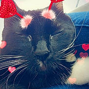 Mango joined the competition — help win amazing prizes! adorable, animal, black_cat, cat, close_up, closed_eyes, cozy, cute, denim, digital_overlay, feline, fur, heart_filter, love, pet, pink_hearts, red_hearts, resting, sleeping, whiskers