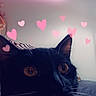 Mango is registered to the contest to win money with this photo: animal, bed, black_and_white, cat, close_up, cozy, cute, domestic_animal, eyes, face, feline, fur, indoor, led_lights, lighting, love, pet, pink_hearts, wall, whiskers