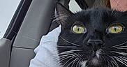 Mango is registered to the contest to win money with this photo: animal, arm, black_and_white, car_interior, cat, close_up, cute, face, fur, holding, human, indoor, paw, person, pet, pink_collar, seat, whiskers, window, yellow_eyes