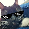 Mango joined the competition — help win amazing prizes! animal, black_cat, blue, cat, close_up, cute, digital_overlay, ears, fabric, face, funny, indoor, meme, nose, pet, pixelated, relaxed, sunglasses, whiskers, white_paw