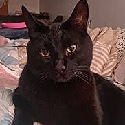 Crowley is registered to the contest to win money with this photo: black_cat, cat, pet, bed, blanket, pillow, indoor, cozy, feline, animal, fur, whiskers, ears, eyes, resting, looking, home, wall_decor, tapestry, soft_lighting
