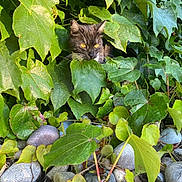 Nyx joined the competition — help win amazing prizes! cat, green_leaves, foliage, rocks, outdoor, nature, animal, pet, camouflage, wildlife, sunlight, shadows, garden, plants, leaves, curious, hidden, yellow_eyes, mammal, quiet