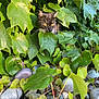 animal, camouflage, cat, curious, foliage, garden, green_leaves, hidden, leaves, mammal, nature, outdoor, pet, plants, quiet, rocks, shadows, sunlight, wildlife, yellow_eyes