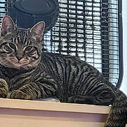 Pepper is registered to the contest to win money with this photo: tabby_cat, cat, pet, animal, feline, striped, indoor, window, vent, wood_surface, relaxed, looking_at_camera, ears, whiskers, tail, fur, domestic_cat, resting, closeup, natural_light