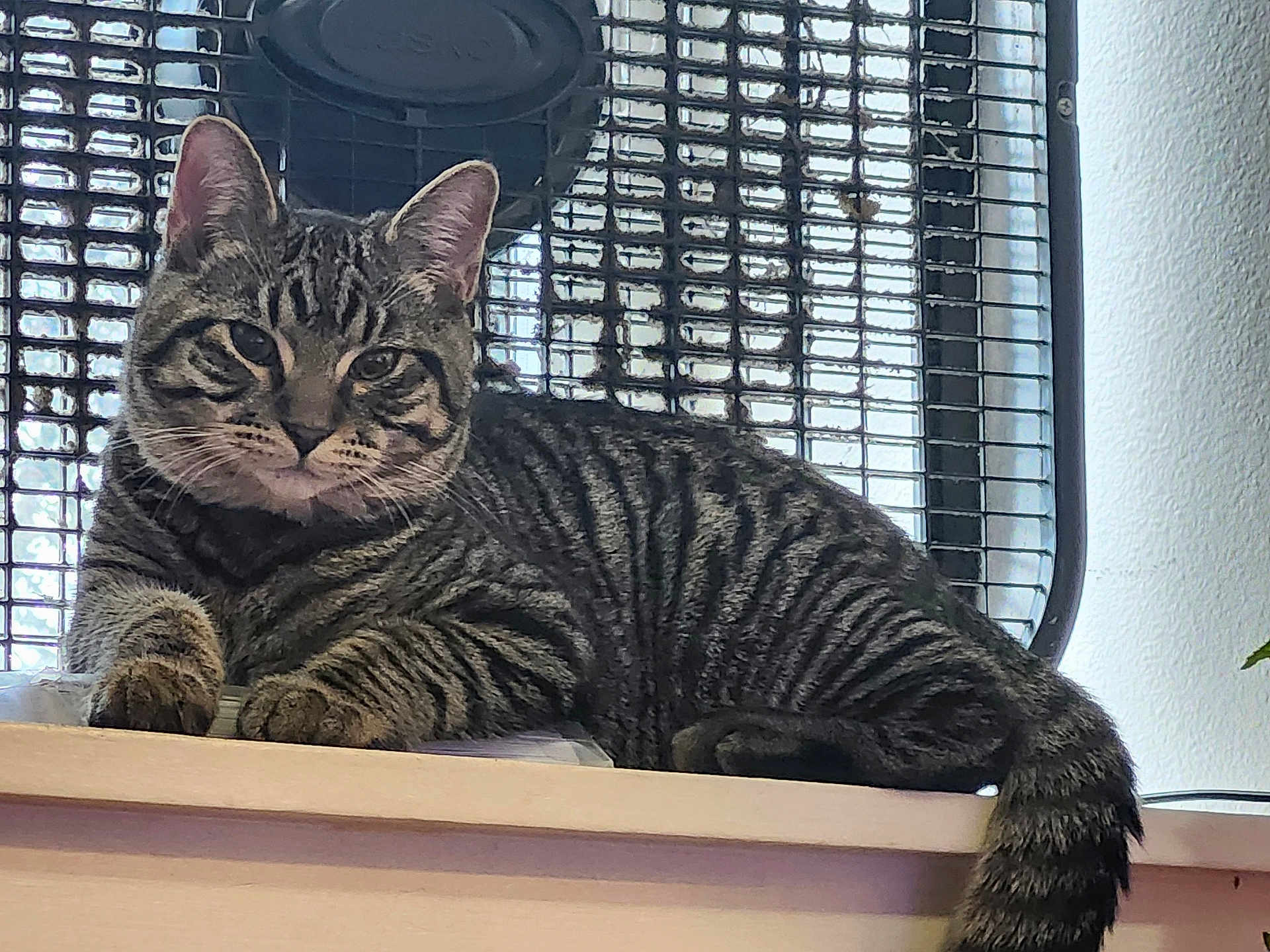 Pepper is registered to the contest to win money with this photo: tabby_cat, cat, pet, animal, feline, striped, indoor, window, vent, wood_surface, relaxed, looking_at_camera, ears, whiskers, tail, fur, domestic_cat, resting, closeup, natural_light