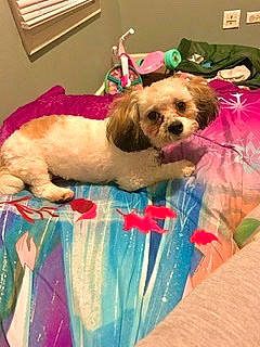 Maliboo Holcombe is registered to the contest to win money with this photo: canidae, carnivore, cavachon, chinese_imperial_dog, companion_dog, dog, dog_breed, dog_clothes, lhasa_apso, liver, maltepoo, maltese, mammal, non_sporting_group, pekapoo, pink, puppy, puppy_love, shih_tzu, toy_dog