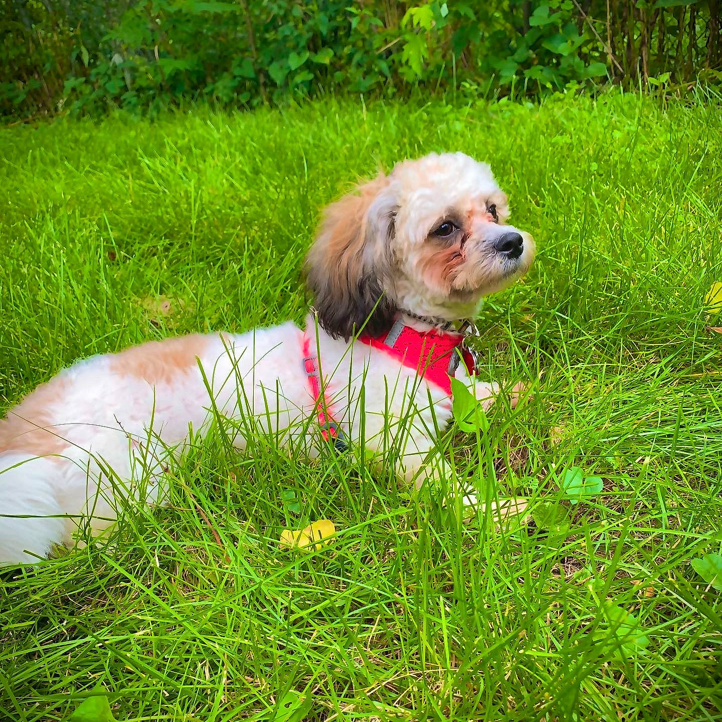 Maliboo Holcombe is registered to the contest to win money with this photo: canidae, carnivore, chinese_imperial_dog, companion_dog, dog, dog_breed, dog_clothes, grass, lhasa_apso, mammal, plant, puppy, shih_tzu, sporting_group, toy_dog