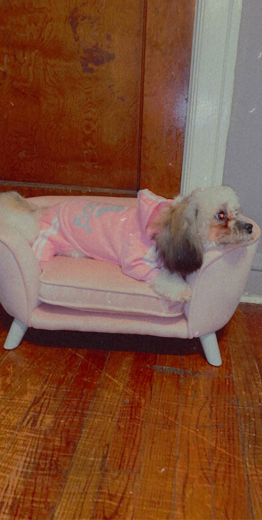 Maliboo Holcombe joined the competition — help win amazing prizes! bichon, bolognese, bolonka, canidae, carnivore, companion_dog, dog, dog_breed, fawn, hardwood, havanese, lhasa_apso, maltese, mammal, non_sporting_group, pekingese, puppy, shih_tzu, tail, toy_dog