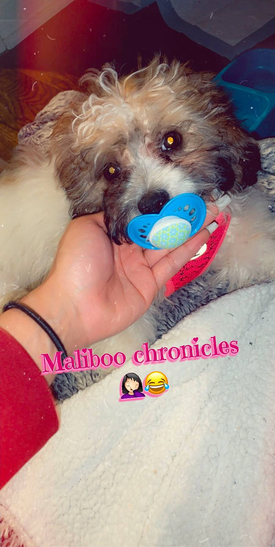 Maliboo Holcombe is registered to the contest to win money with this photo: bolonka, canidae, carnivore, dog, dog_breed, fur, havanese, lhasa_apso, maltepoo, miniature_poodle, non_sporting_group, poodle, poodle_crossbreed, puppy, schnoodle, shih_tzu, toy_dog, toy_poodle, yorkipoo