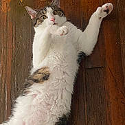 Orzo joined the competition — help win amazing prizes! cat, feline, tabby, white_fur, pet, indoor, hardwood_floor, lying_down, belly_up, paw, whiskers, pink_nose, ears, wide_eyes, fur, close_up, portrait, playful, curious, household