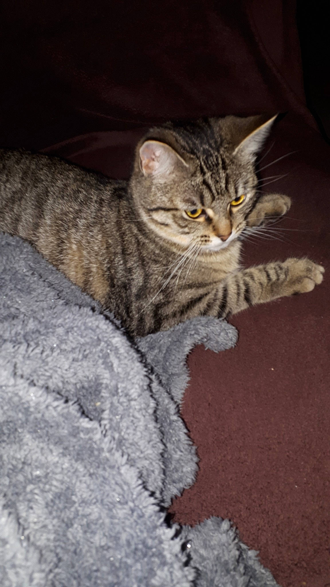 Mouchou a rejoint le concours — aidez-le/la à gagner de superbes lots ! american_shorthair, american_wirehair, asian, california_spangled, carnivore, cat, domestic_short_haired_cat, dragon_li, egyptian_mau, european_shorthair, felidae, fur, kitten, mammal, ocicat, pixie_bob, small_to_medium_sized_cats, tabby_cat, vertebrate, whiskers