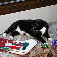 Mr.kitty is registered to the contest to win money with this photo: animal, black_and_white_cat, black_fur, cat, christmas_stocking, curious_cat, decorations, feline, festive, gift_bows, holiday, holiday_decor, home, indoor, patterned_surface, pets, relaxed, seasonal, stocking, white_paws