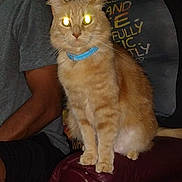 Cat joined the competition — help win amazing prizes! animal, arm, cat, closeup, collar, domestic_animal, feline, flash, fur, furniture, ginger_cat, glowing_eyes, indoor, leather, night, person, pet, sitting, tshirt, whiskers