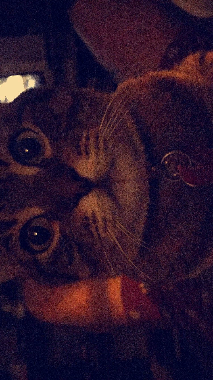 Hope joined the competition — help win amazing prizes! animal, cat, close_up, collar, curious, cute, dark, domestic, eyes, face, feline, fur, indoor, low_light, muzzle, nose, pet, portrait, tabby, whiskers