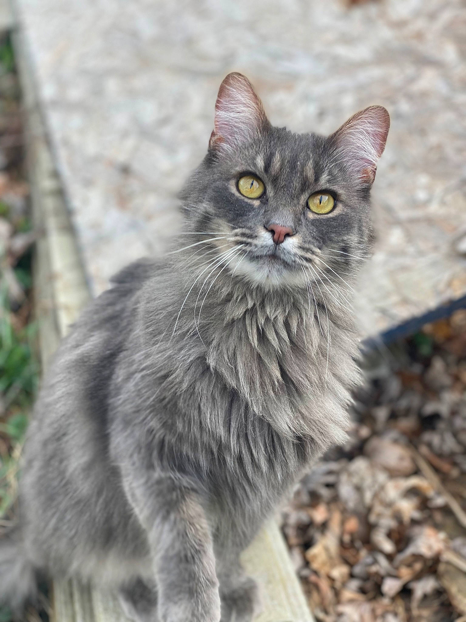 Asher is registered to the contest to win money with this photo: carnivore, cat, claw, domestic_short_haired_cat, felidae, fur, grey, maine_coon, paw, plant, sitting, small_to_medium_sized_cats, terrestrial_animal, whiskers