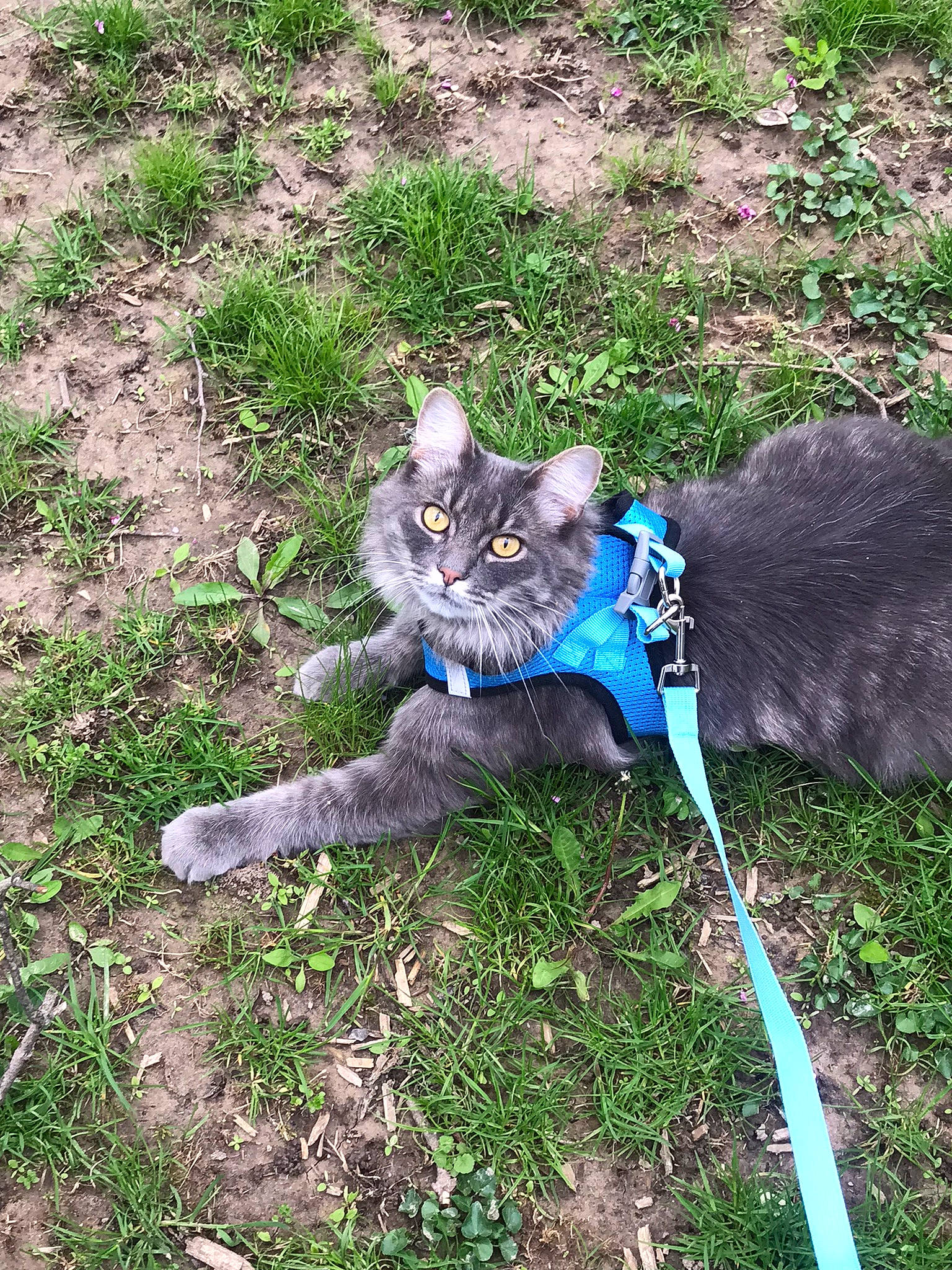 Asher is registered to the contest to win money with this photo: black_cat, carnivore, cat, domestic_short_haired_cat, electric_blue, felidae, fur, grass, grass_family, groundcover, plant, russian_blue, small_to_medium_sized_cats, soil, tail, terrestrial_animal, whiskers