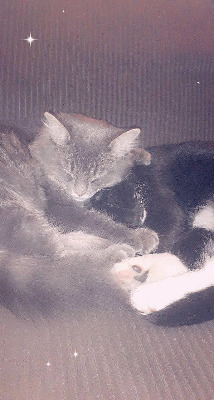 Asher is registered to the contest to win money with this photo: carnivore, cat, claw, cloud, comfort, domestic_short_haired_cat, felidae, flooring, fur, grey, head, meteorological_phenomenon, monochrome, monochrome_photography, paw, sand, small_to_medium_sized_cats, snout, tail, whiskers