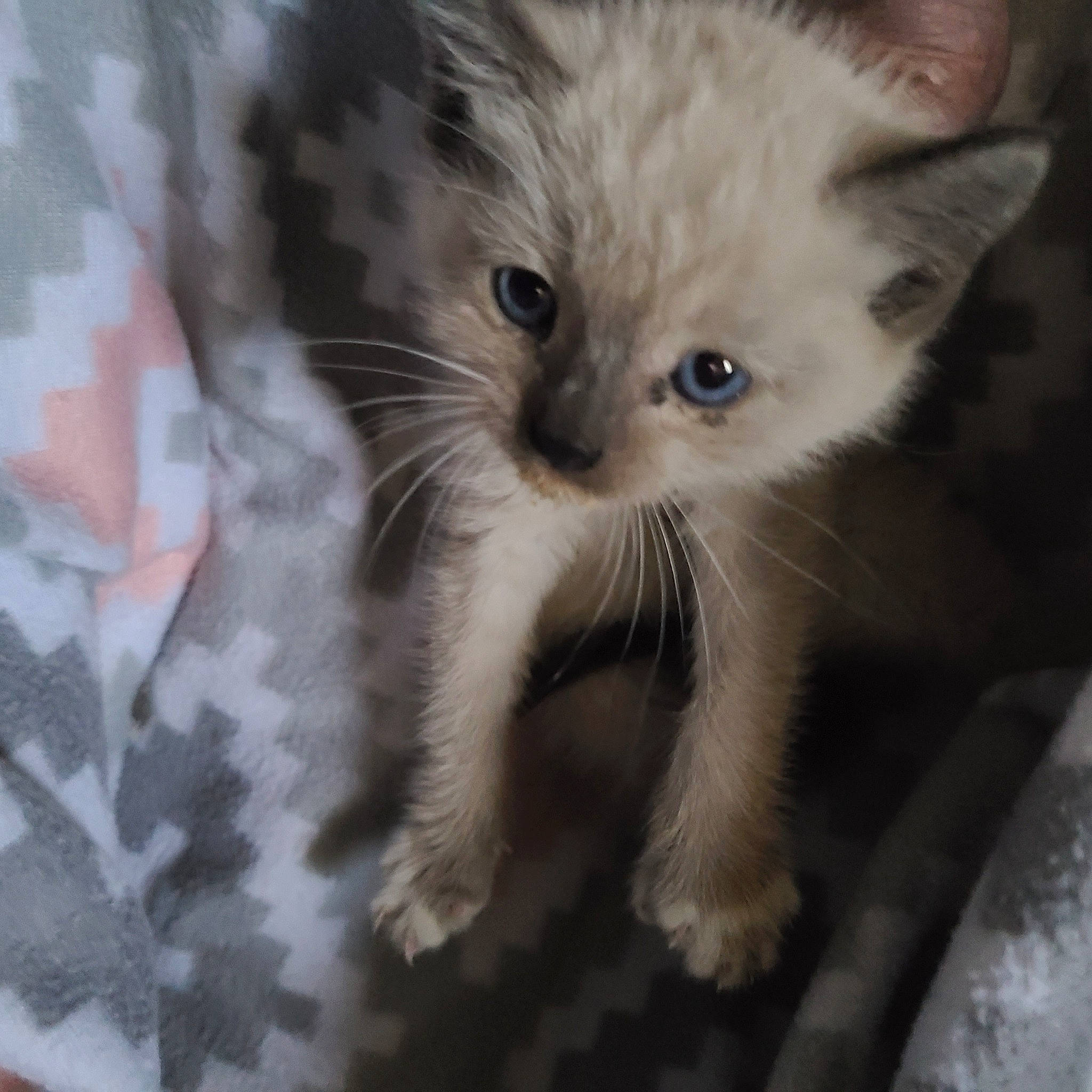 Dutches is registered to the contest to win money with this photo: camouflage, carnivore, cat, claw, comfort, domestic_short_haired_cat, eye, fawn, felidae, fur, paw, small_to_medium_sized_cats, tail, terrestrial_animal, whiskers