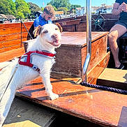 Sushi is registered to the contest to win money with this photo: dog, white_dog, harness, wooden_boat, person, man, outdoor, sunny, blue_sky, trees, watercraft, people, leash, happy, pet, summer, vacation, dock, nature, casual