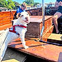 dog, white_dog, harness, wooden_boat, person, man, outdoor, sunny, blue_sky, trees, watercraft, people, leash, happy, pet, summer, vacation, dock, nature, casual