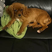 Ruby joined the competition — help win amazing prizes! puppy, dog, brown, leather_couch, blanket, green_blanket, pet, animal, indoors, fur, cute, resting, looking, young_dog, canine, paw, ears, snout, relaxed, domestic