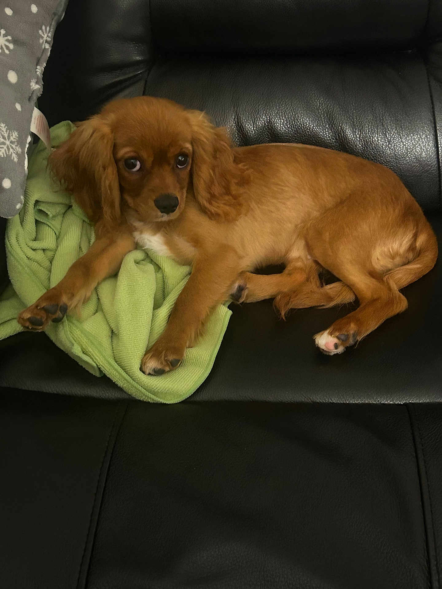 Ruby joined the competition — help win amazing prizes! puppy, dog, brown, leather_couch, blanket, green_blanket, pet, animal, indoors, fur, cute, resting, looking, young_dog, canine, paw, ears, snout, relaxed, domestic