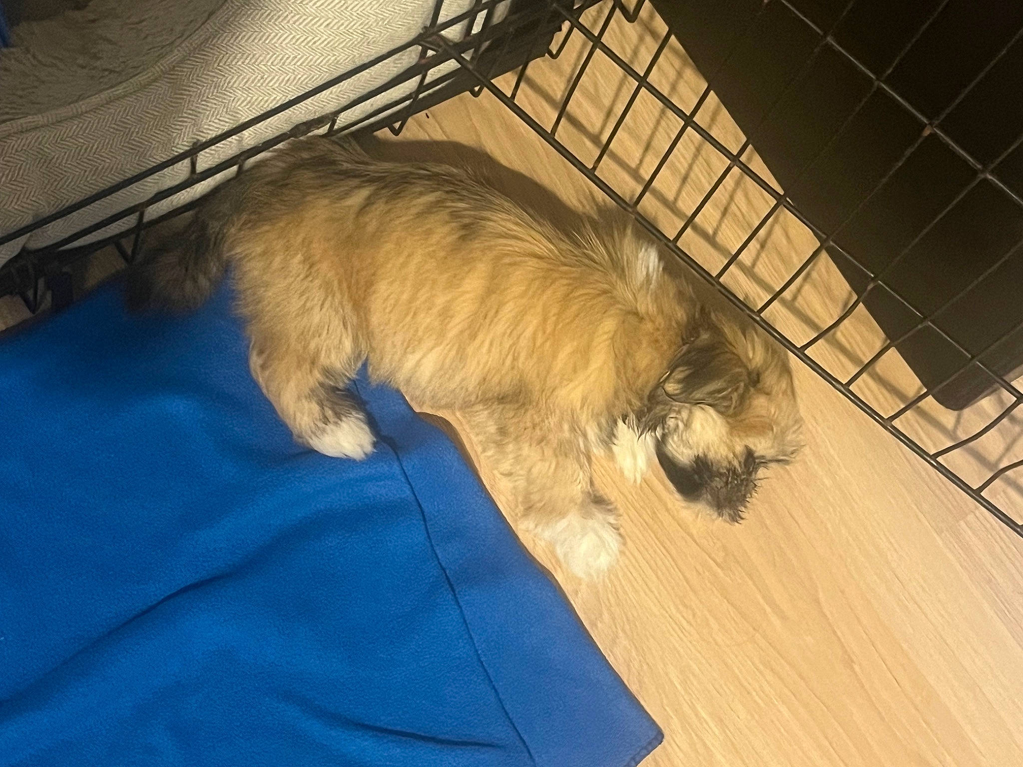 Maximus is registered to the contest to win money with this photo: canidae, carnivore, comfort, companion_dog, dog, dog_bed, dog_breed, dog_supply, fawn, felidae, flooring, fur, hardwood, liver, paw, small_to_medium_sized_cats, sporting_group, tail, whiskers, wood