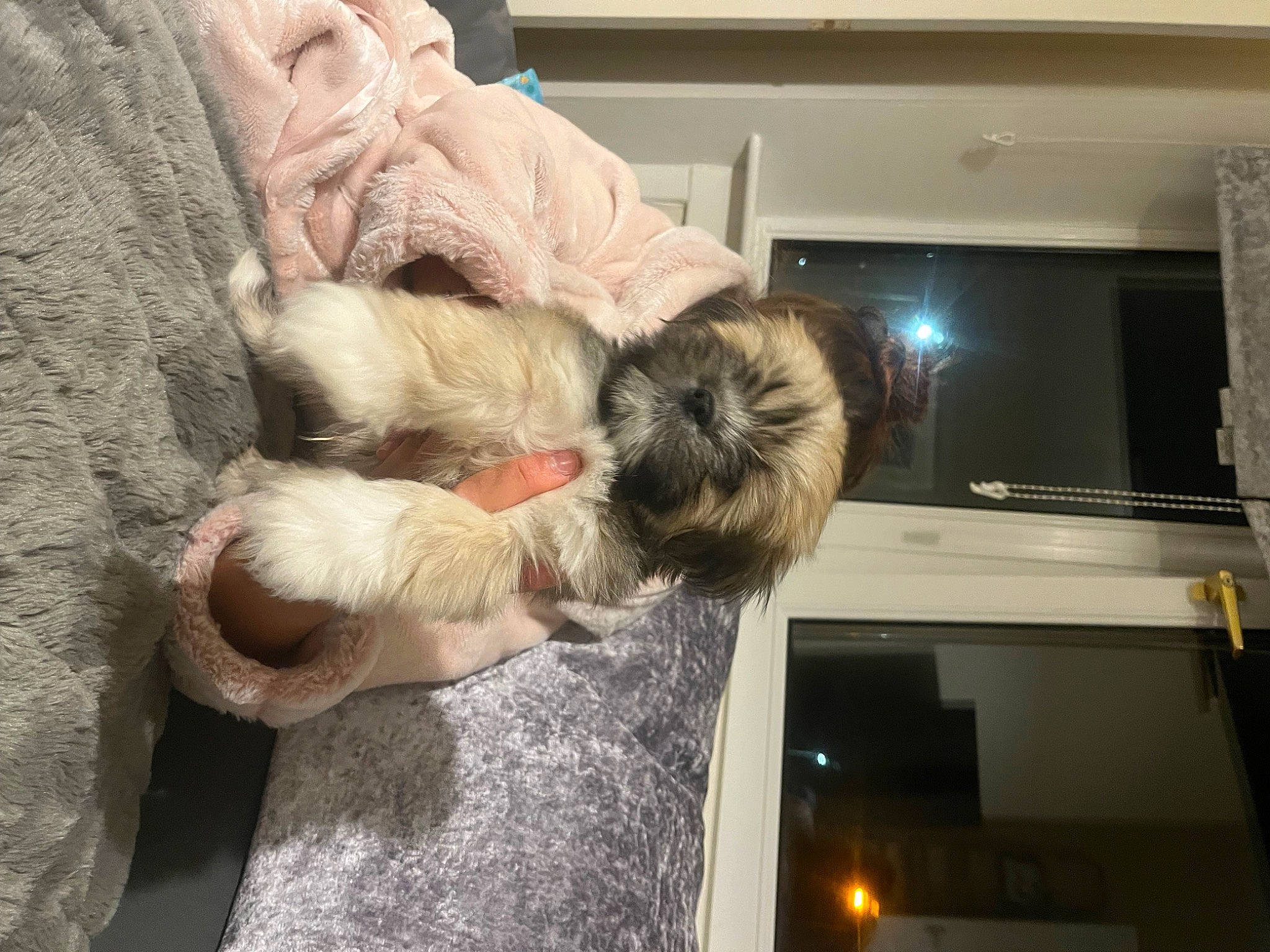 Maximus joined the competition — help win amazing prizes! art, canidae, carnivore, comfort, companion_dog, dog, dog_breed, fawn, felidae, fur, paw, small_terrier, small_to_medium_sized_cats, snout, sporting_group, tail, terrier, toy, toy_dog, wood