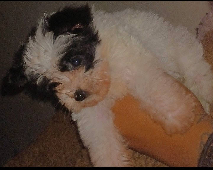 Syno is registered to the contest to win money with this photo: canidae, carnivore, companion_dog, dog, dog_breed, fur, maltepoo, non_sporting_group, shih_poo, small_terrier, snout, sporting_group, terrier, toy_dog, water_dog, working_animal, yorkipoo