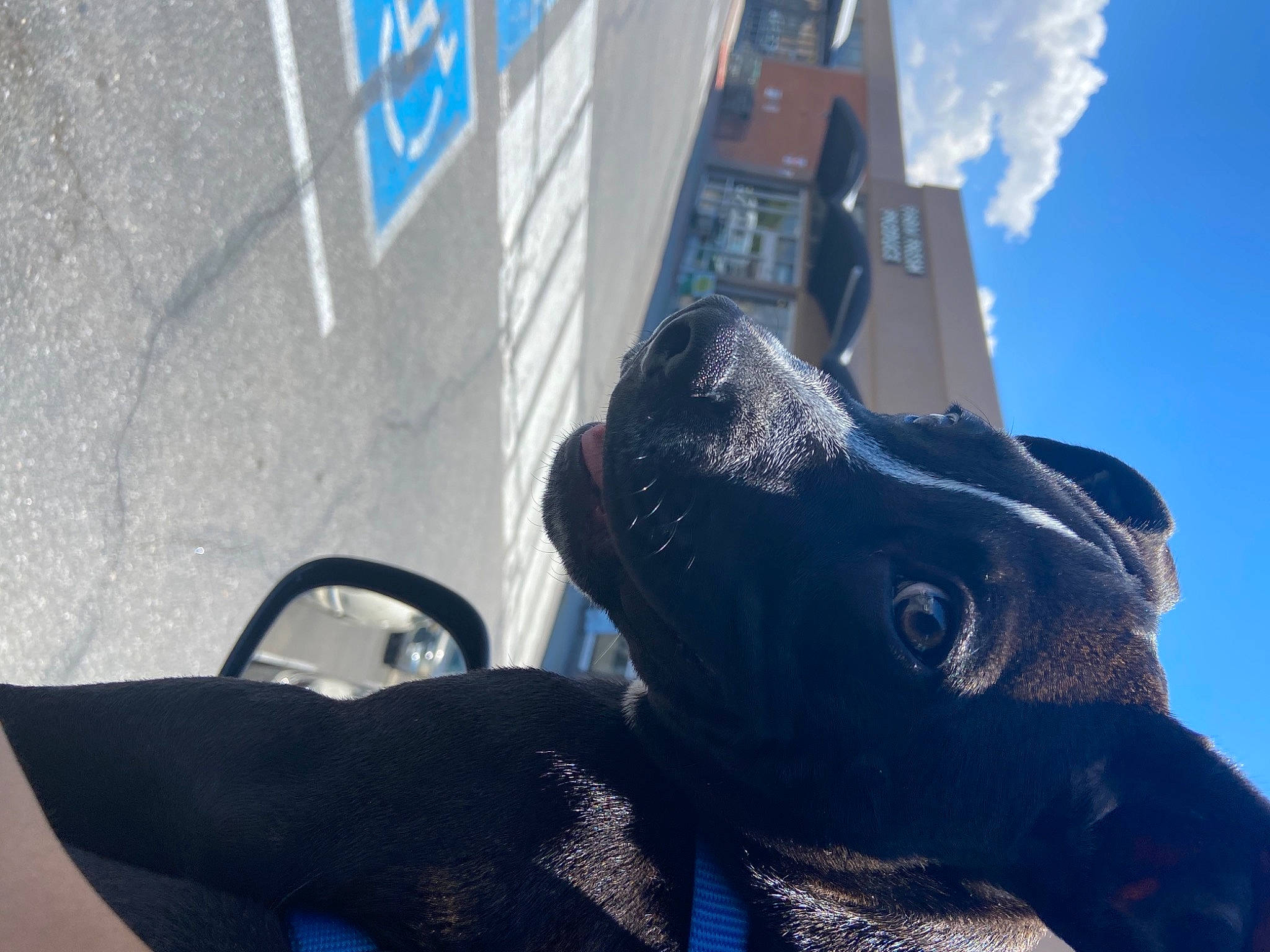 Marcellus is registered to the contest to win money with this photo: art, automotive_tire, blue, canidae, carnivore, dog, dog_breed, electric_blue, fawn, guard_dog, metal, monument, sculpture, sky, snout, sporting_group, statue, terrestrial_animal, white, working_animal