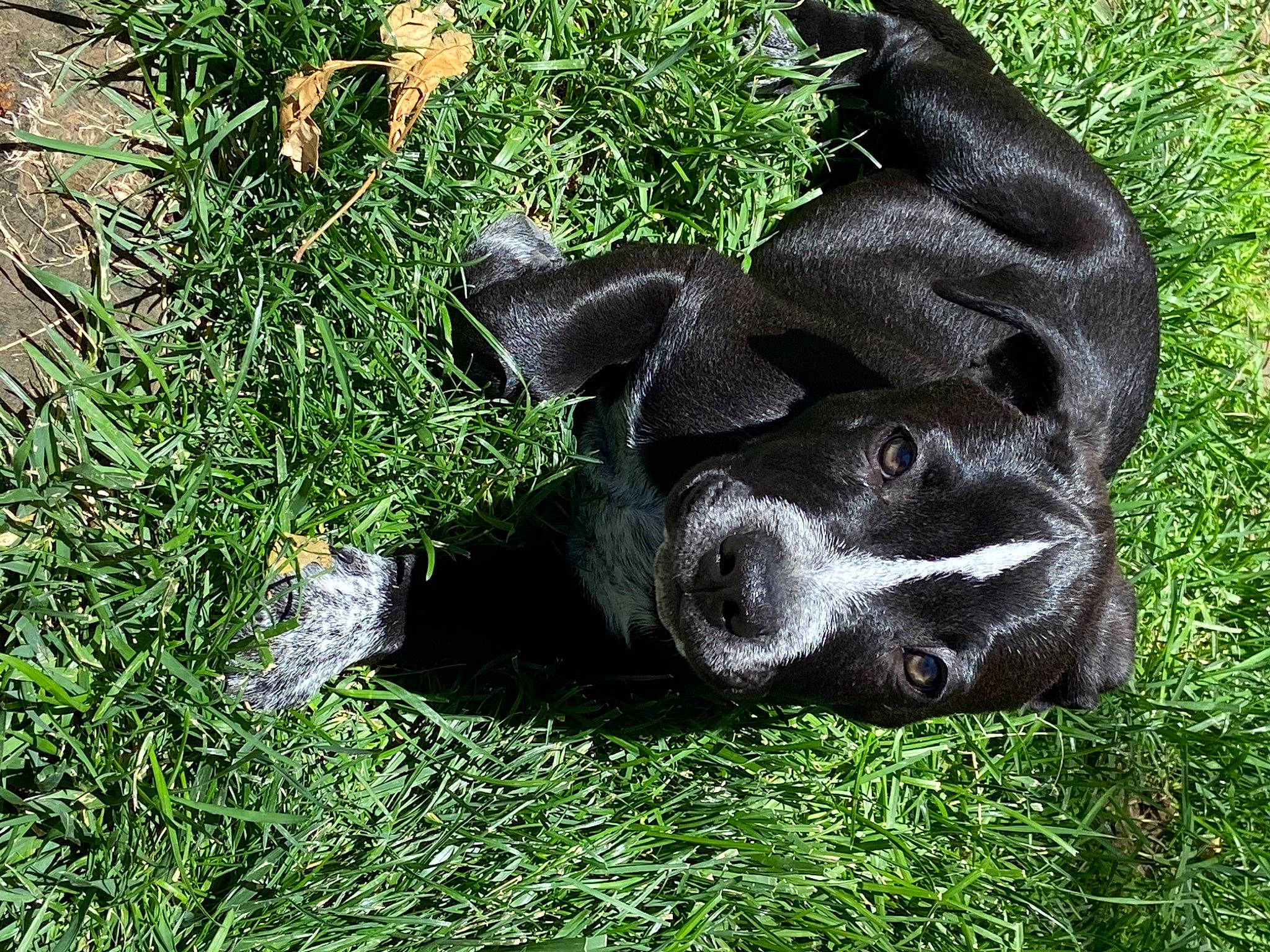 Marcellus is registered to the contest to win money with this photo: borador, canidae, carnivore, companion_dog, dog, dog_breed, dog_collar, fawn, fur, grass, groundcover, guard_dog, paw, plant, sculpture, sporting_group, tail, terrestrial_animal, whiskers, working_animal