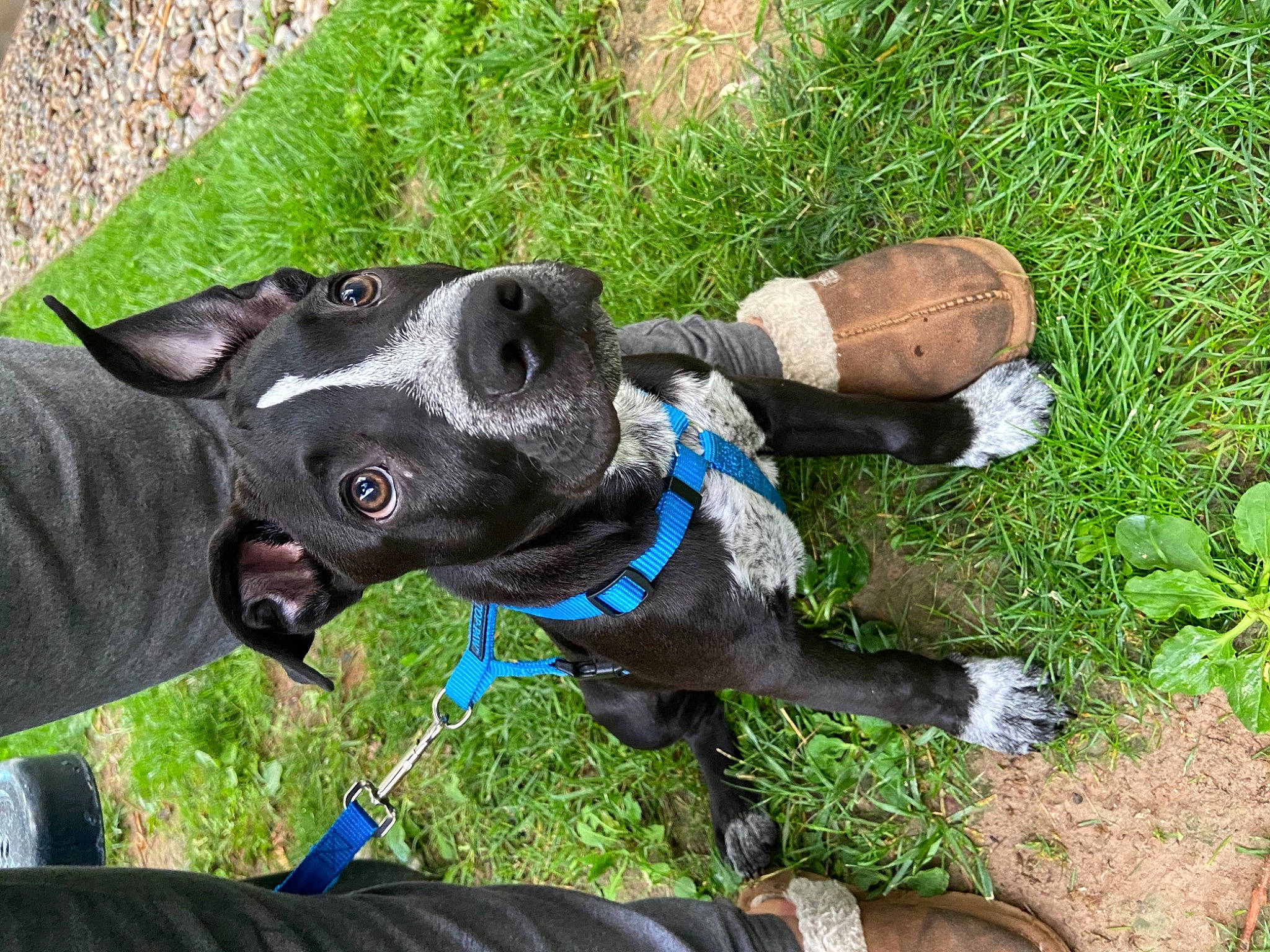 Marcellus joined the competition — help win amazing prizes! canidae, carnivore, collar, companion_dog, dog, dog_breed, dog_collar, dog_supply, electric_blue, fawn, grass, leash, personal_protective_equipment, pet_supply, plant, sculpture, shoe, snout, tail, working_animal