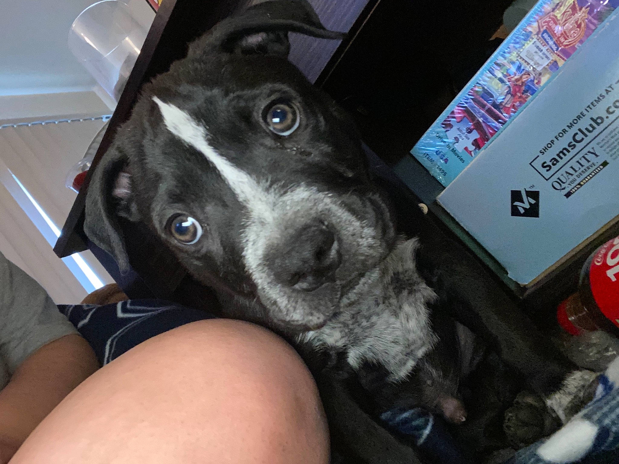 Marcellus joined the competition — help win amazing prizes! auto_part, automotive_tire, borador, canidae, car_seat, carmine, carnivore, collar, comfort, companion_dog, dog, dog_breed, fur, guard_dog, non_sporting_group, sporting_group, vehicle_door, whiskers, windshield, working_animal