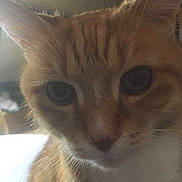 Tigrou a rejoint le concours — aidez-le/la à gagner de superbes lots ! cat, orange_tabby, close_up, indoor, pet, whiskers, fur, animal, curious, face, portrait, eyes, cute, domestic_cat, mammal, feline, soft_light, nose, head