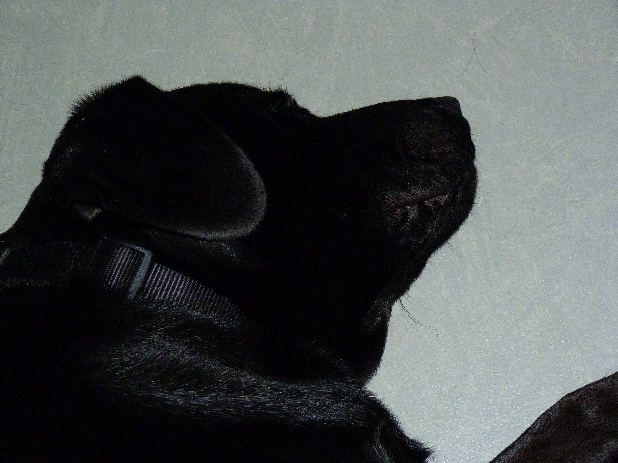 Monsieur No a rejoint le concours — aidez-le/la à gagner de superbes lots ! eye, font, foot, fur, gesture, grey, hand, head, human_body, human_leg, jaw, leg, monochrome, monochrome_photography, neck, sculpture, snout, tail, terrestrial_animal, tints_and_shades